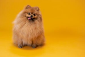 Brown Pomeranian Dog